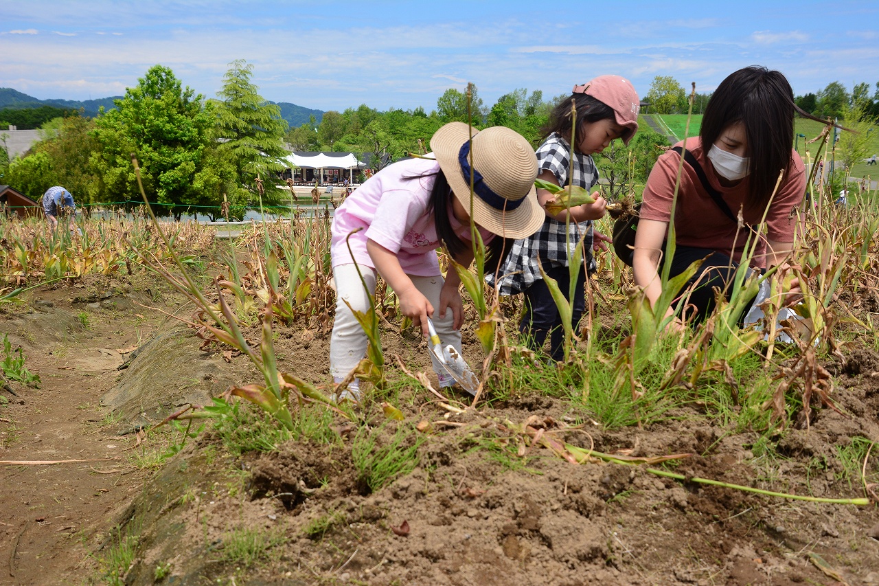 チューリップの球根掘り取り体験 国営越後丘陵公園